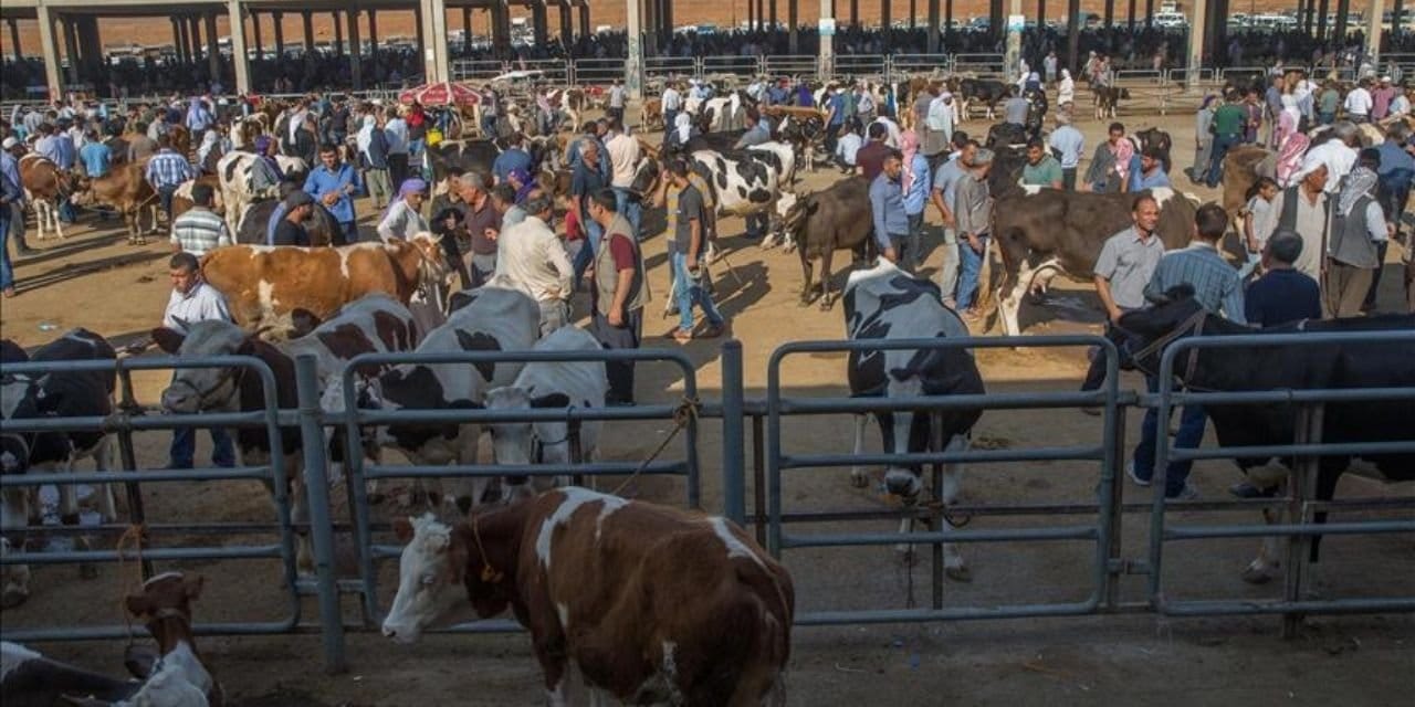 bakanliktan sap aciklamasi 24 ilde hayvan pazari acildi 3cYnB5al