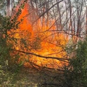 elazigda otluk yangini W9N1ZcEX