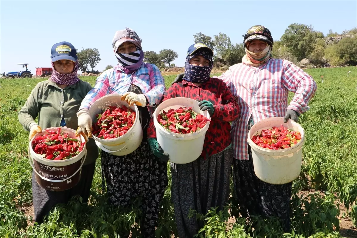 kiliste biber hasadi ve kurutma basladi GO49jaG7