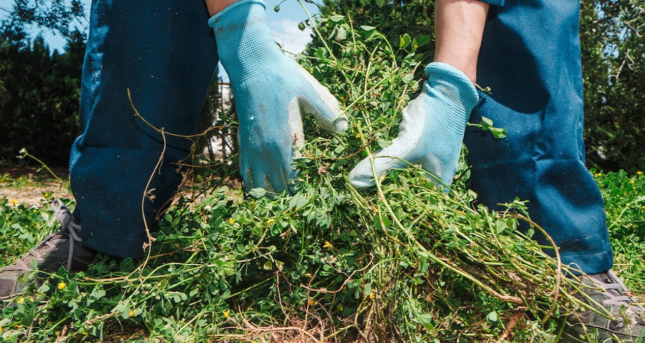 bahcede ot yolarken milyoner oldular XsAfHX6a