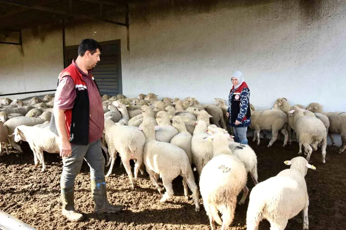 aliagada damizlik koyun uretim merkezi projesi tamamlandi VxGjNRhO.jpg