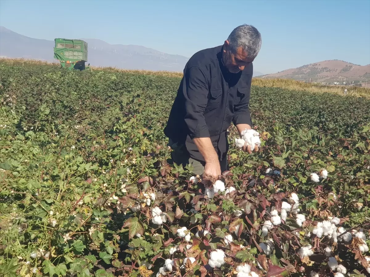 gaziantepte pamuk hasadi basladi PzhEtZHH.jpg
