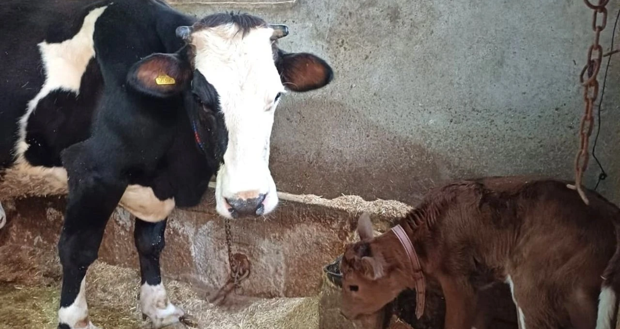 hayvancilikta devrim sut alerjisine karsi genleri susturulmus buzagilar dogdu NfilULFF.jpg