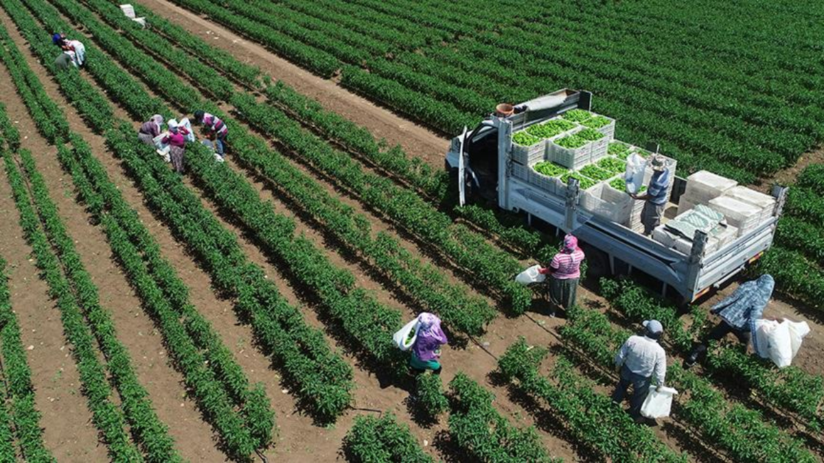 tarimsal uretimde rekor turkiye dunyada 7 avrupada 1inci siraya yerlesti vnOKWBMa.jpg