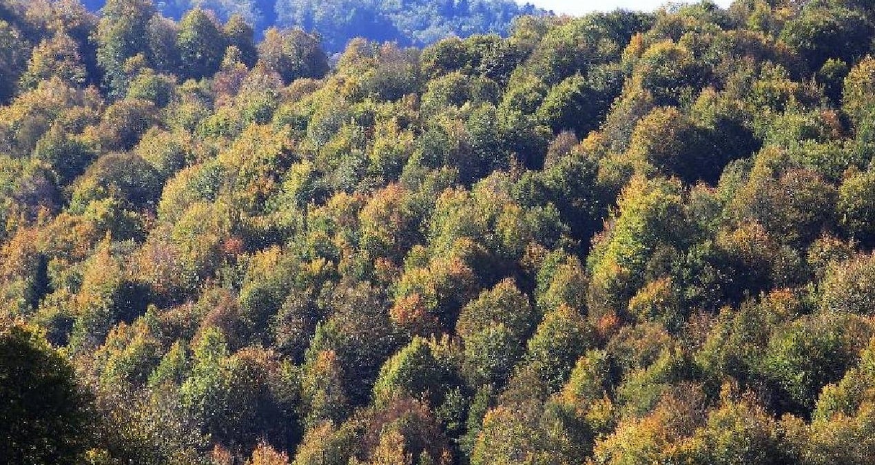 180 Yıl Sonra Yeniden Doğuş: Dev Kaplumbağalar Adalara Döndü