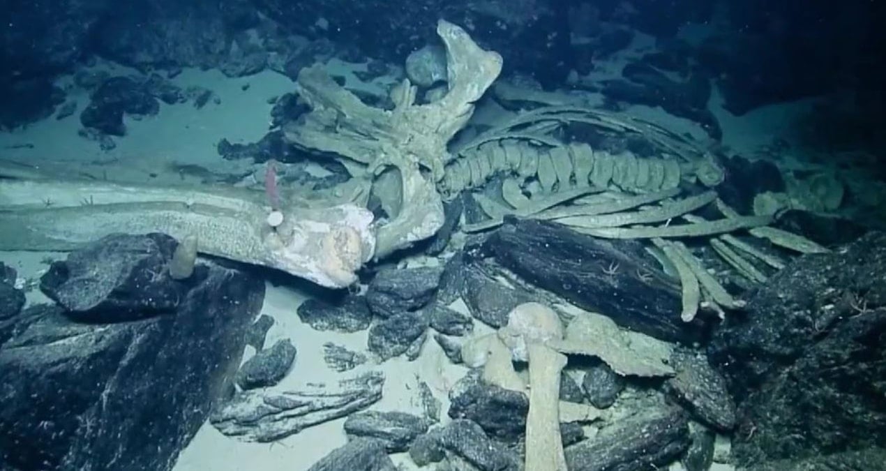 Antarktika’nın Derinliklerinde Kemik Yiyen Zombi Solucanları Keşfedildi