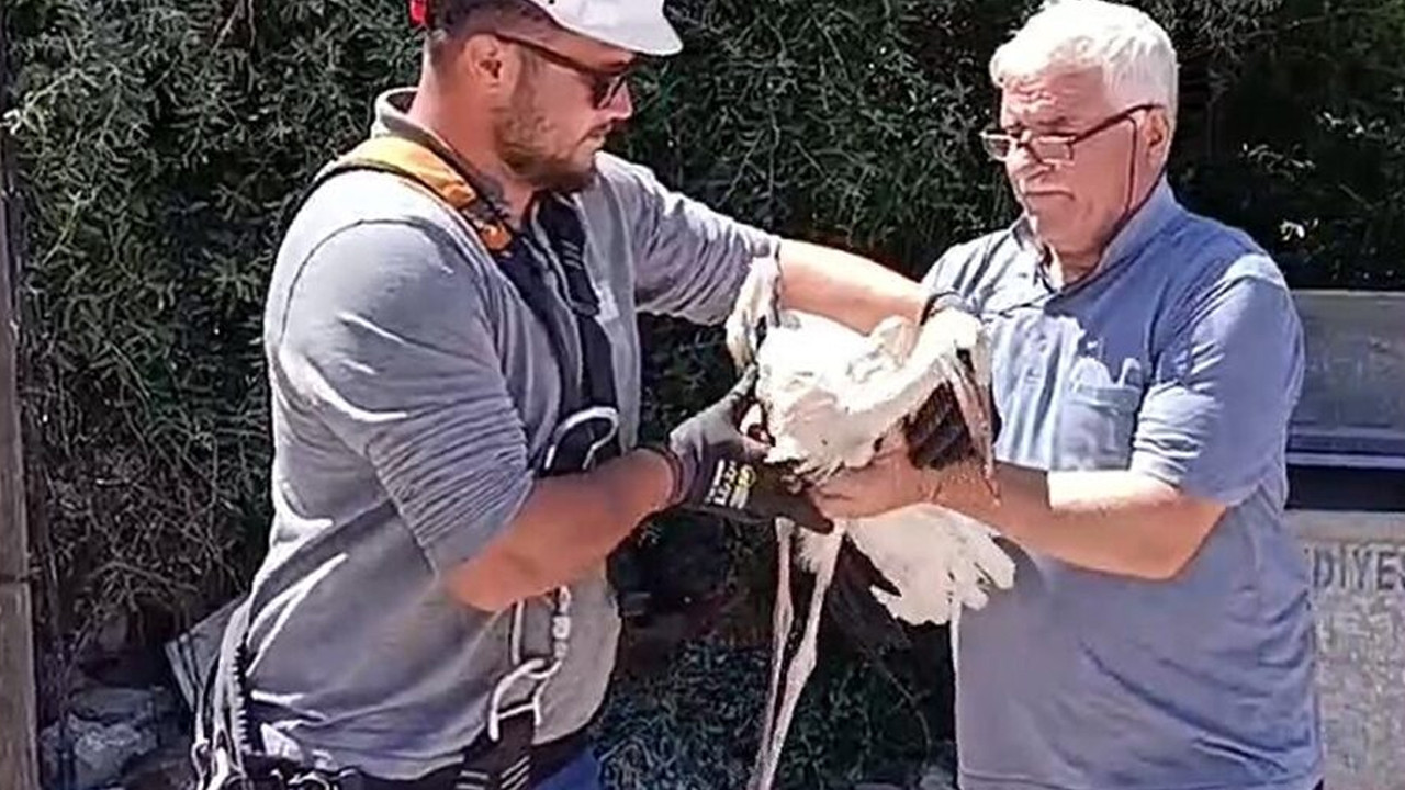 Tedavisi tamamlanan yarali leylek yavrusu yuvasina birakildi qCzfstp4